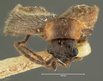 Media type: image;   Entomology 3393 Aspect: head frontal view
